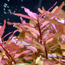 Ammania Gracilis pink reddish aquatic plant with slender elongated leaves