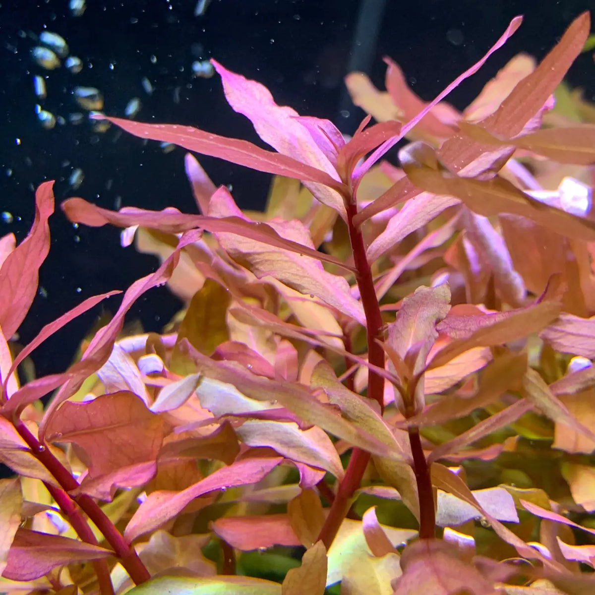 Ammania Gracilis Pot: Rose-colored aquatic plant with green stems