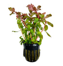 Ammania Gracilis Pot: Green and red aquatic plant in black mesh pot