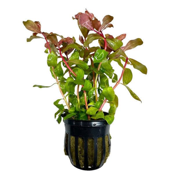 Ammania Gracilis Pot - [AquaticMotiv]