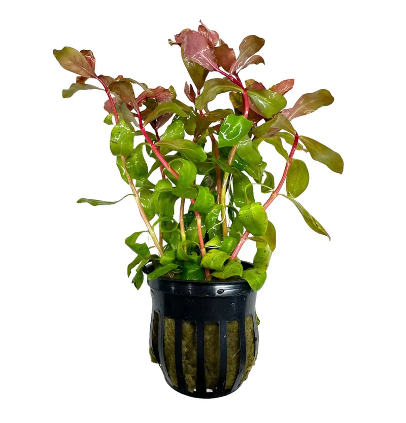 Ammania Gracilis Pot: Green and red aquatic plant in black mesh pot
