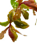 Ammania Gracilis Pot: Green and red glossy aquatic stem for aquariums