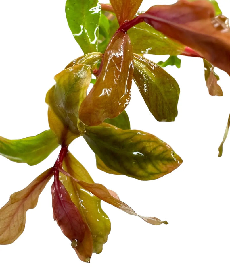 Ammania Gracilis Pot: Green and red glossy aquatic stem for aquariums