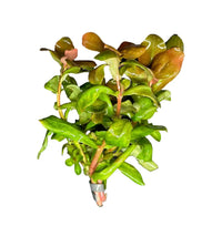 Green Copper Leaf Ammania succulent with pink buds and glossy leaves