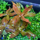 Ammania Senegalensis terrarium plant with brown leaves and green stems in black container