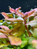 Rose-colored artificial Ammania Senegalensis with green leaves and brown stems