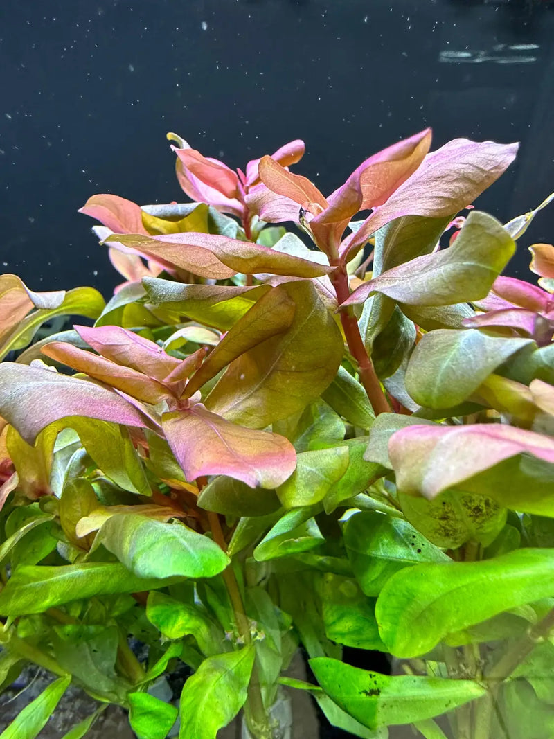 Ammania Senegalensis Copper Leaf Aquarium Plant | Aquatic Motiv