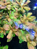 Ammania Senegalensis (Copper Leaf Ammania) - AquaticMotiv