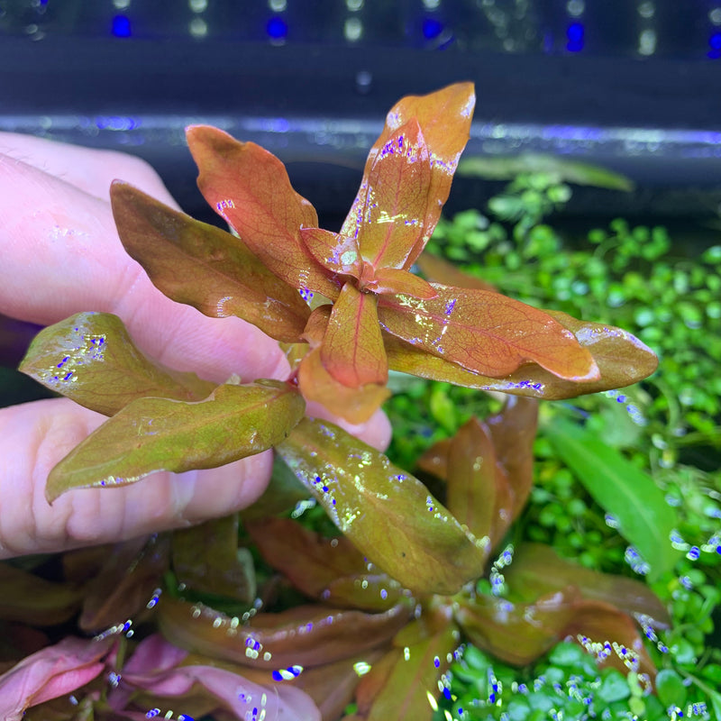 Ammania Senegalensis (Copper Leaf Ammania) - AquaticMotiv