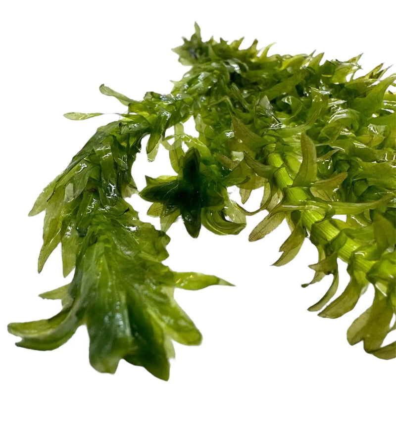 Anacharis Egeria densa green aquatic plant with star-shaped leaves