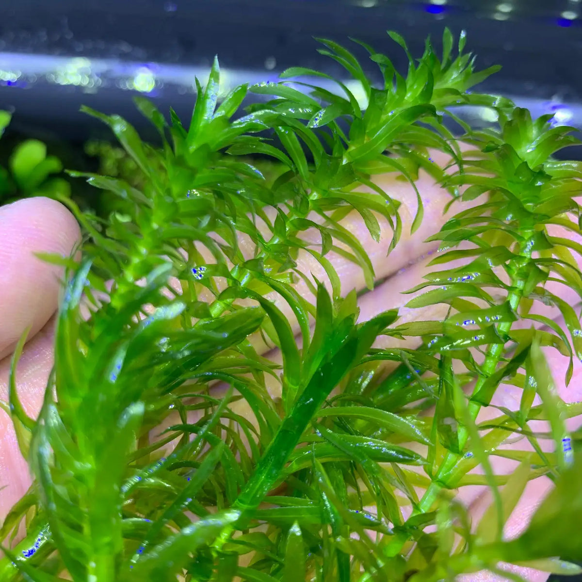 Anacharis Egeria Densa Fast Growing Oxygenator