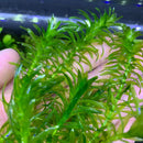 Vibrant glossy Anacharis Egeria Densa plant with serrated green leaves