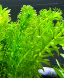 Vibrant Anacharis (Egeria densa) green aquatic plant with delicate fronds