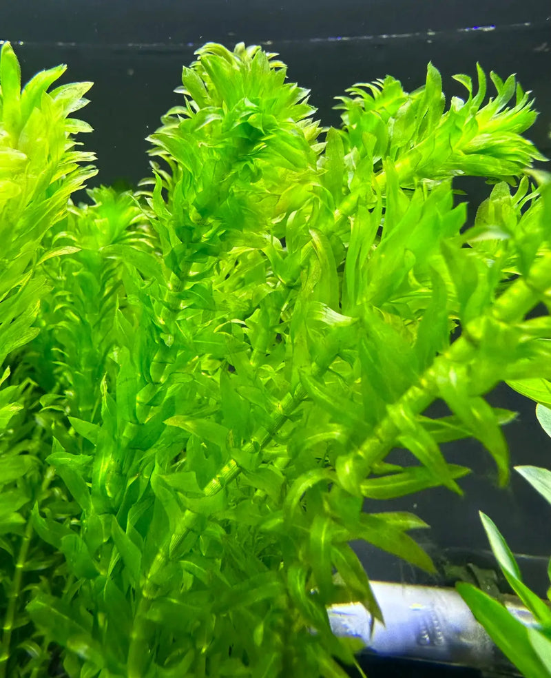 Vibrant Anacharis (Egeria densa) green aquatic plant with delicate fronds