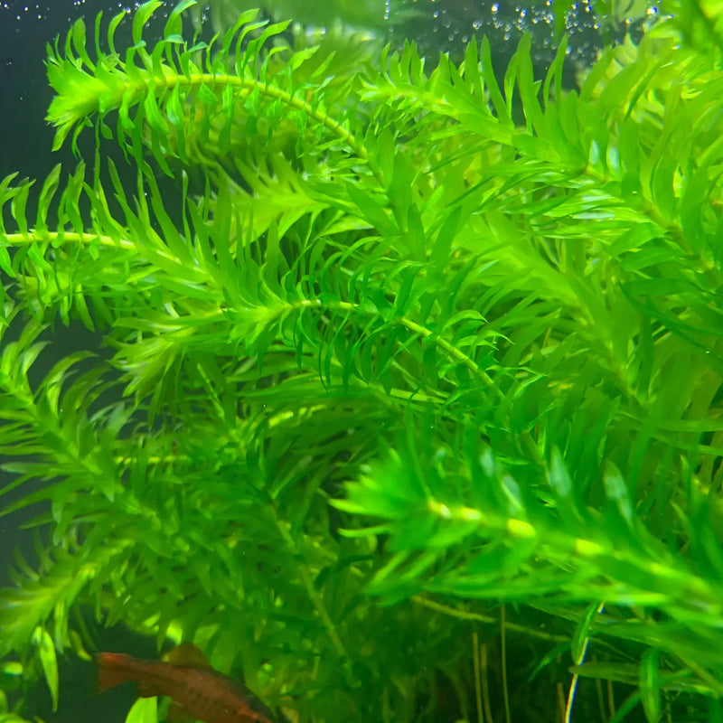 Vibrant Anacharis (Egeria densa) plant with serrated green leaves