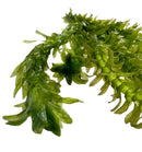 Anacharis Egeria densa pot with green star-shaped aquatic leaves