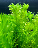 Anacharis Egeria densa pot with green serrated aquatic leaves, aquarium-safe