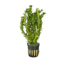 Green striped black pot with modern cactus design, Anacharis Egeria Densa