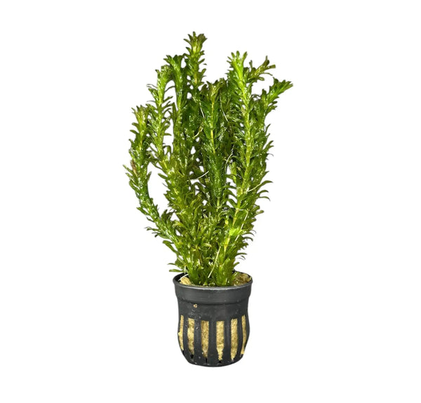 Green striped black pot with modern cactus design, Anacharis Egeria Densa