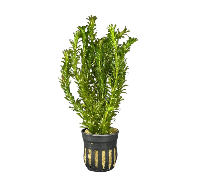 Green striped black pot with modern cactus design, Anacharis Egeria Densa