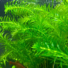 Vibrant Anacharis Egeria Densa pot with green serrated aquatic leaves