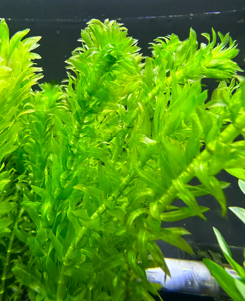 Easy Live Aquarium Plants Package - 4 Kinds - Anacharis,  and more! 