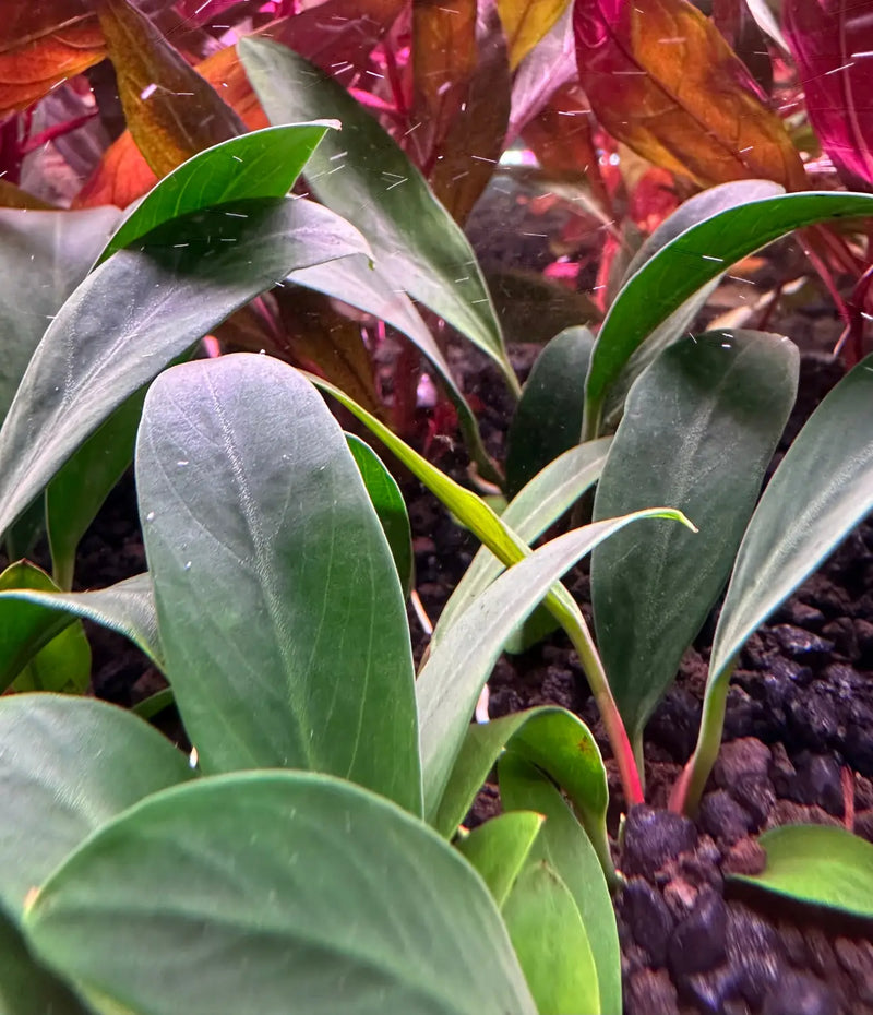 Anubias Afzelii plant with broad glossy green leaves and vibrant red stem