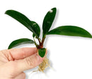 Hand holding Anubias Afzelii green leafy plant with white roots