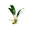 Anubias Afzelii green leafy aquatic plant with white roots and brown stem for aquariums