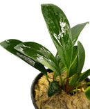 Anubias Afzelii potted green leafy plant with mossy roots