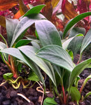 Anubias Afzelii Pot: green leafy aquatic plant with broad leaves and red stems