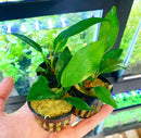 Anubias Assorted 3 Pack Medium - AquaticMotiv
