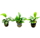 Anubias Assorted 3 Pack Medium - [AquaticMotiv]