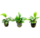 Green Anubias assorted 3-pack medium in black gold pot with air holes