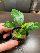 Anubias Assorted 3 Pack Small - AquaticMotiv
