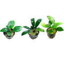 Green leafy Anubias aquatic plant in black pot with water droplets