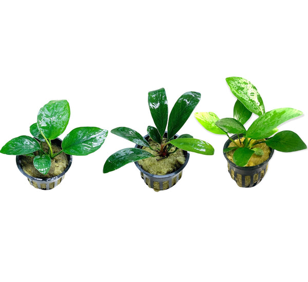 Anubias Assorted 3 Pack Small - AquaticMotiv