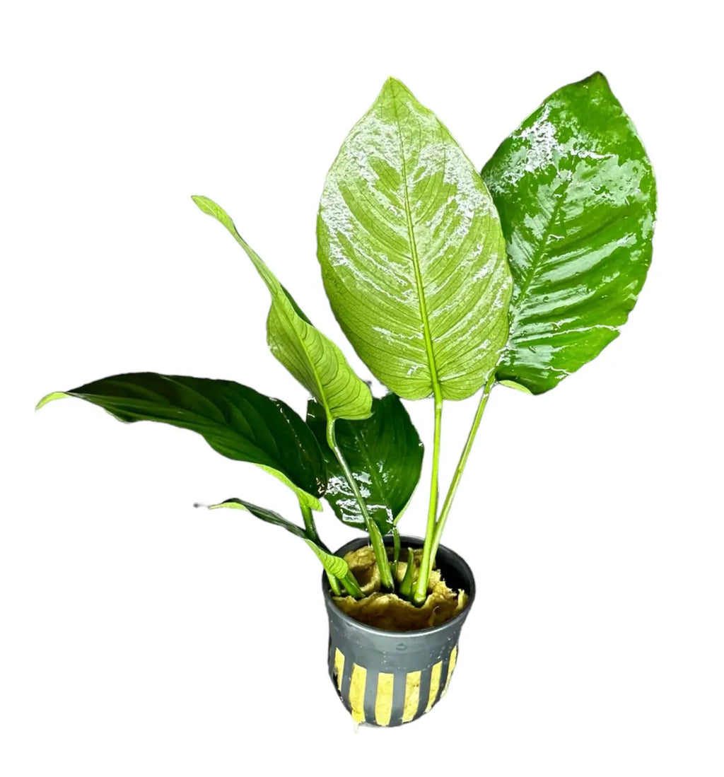 potted plant in aquarium Anubias Barteri Broad Leaf Potted Aquarium Plant