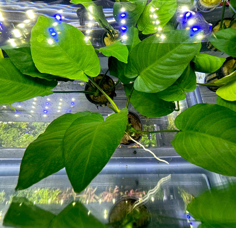 Anubias Barteri Broad-Leaf - AquaticMotiv