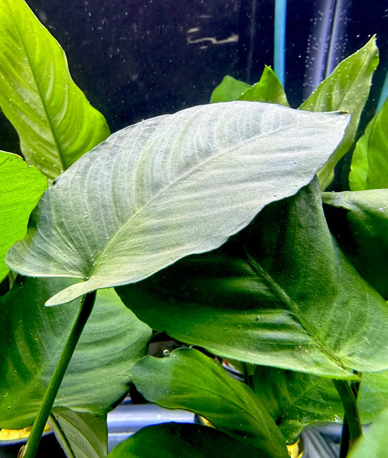 anubias barteri aquarium plant Anubias Barteri Broad Leaf Potted Aquarium Plant