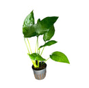 Anubias Barteri Striped potted green leafy plant in black pot with silver rim
