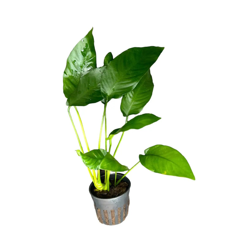 leafy potted plants Anubias Barteri Striped Potted Decorative Plant