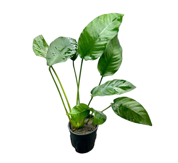 Anubias Barteri Striped in black pot with green leaves and soil