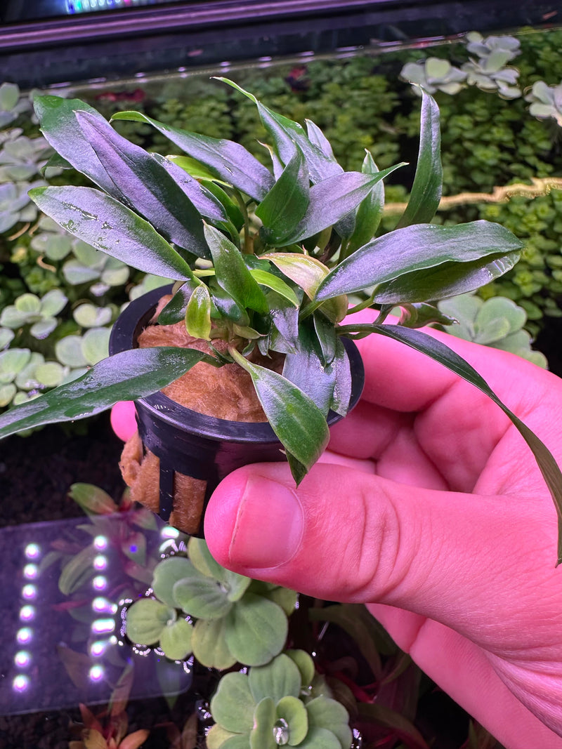 Anubias Chili Jalapeno - [AquaticMotiv]