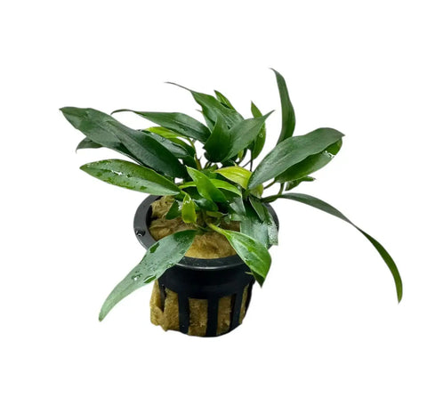 Anubias Chili Jalapeno plant in black pot with lush green leaves