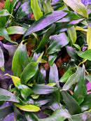 Lush Anubias Chili Jalapeno leaves with green, purple, yellow variegation
