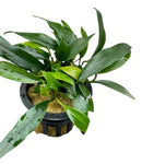 Anubias Chili Jalapeno - [AquaticMotiv]