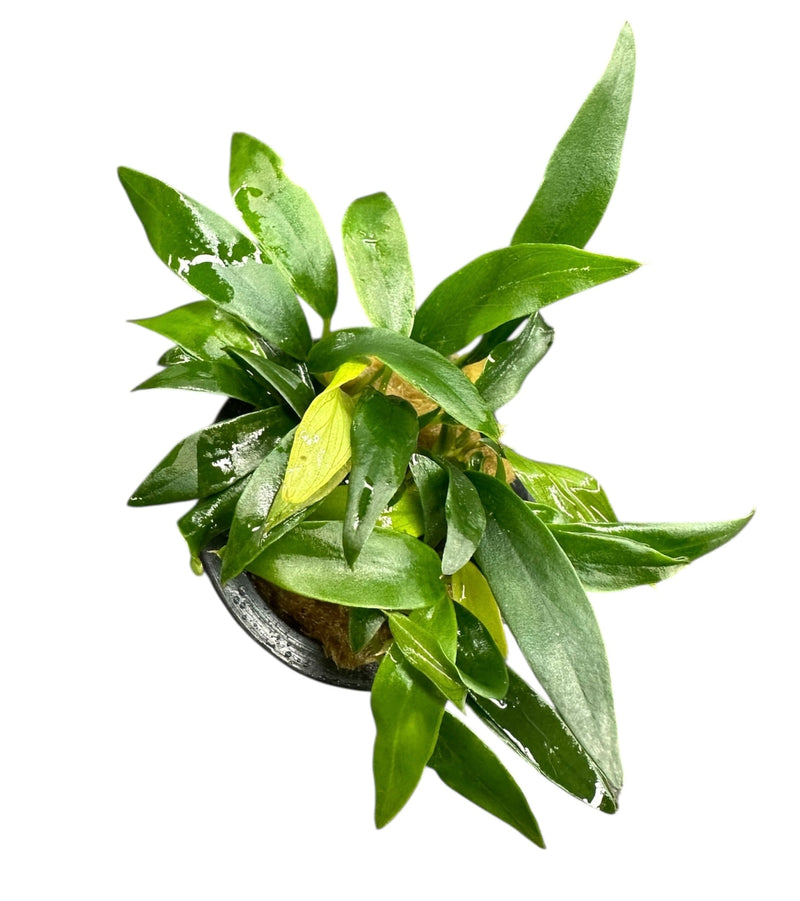 Anubias Chili Jalapeno - [AquaticMotiv]