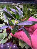 Hand holding vibrant Anubias Chili Jalapeno plant with curved green leaves