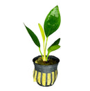 Anubias Congensis potted in black and yellow striped pot with water droplets